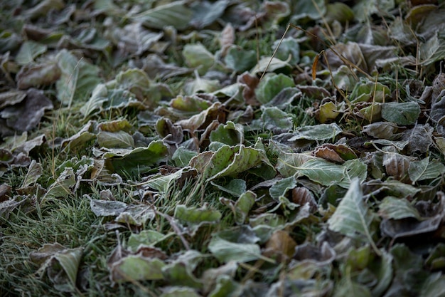 Herfstbladeren close-up, natuurlijke achtergrond