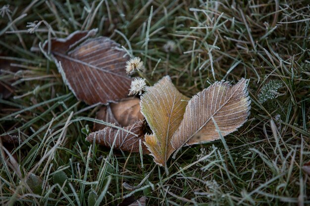 Herfstbladeren close-up, natuurlijke achtergrond