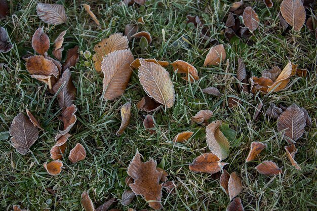 Herfstbladeren close-up, natuurlijke achtergrond