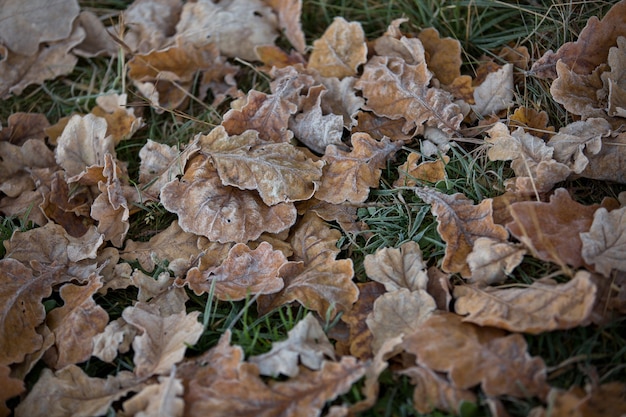 Herfstbladeren close-up, natuurlijke achtergrond