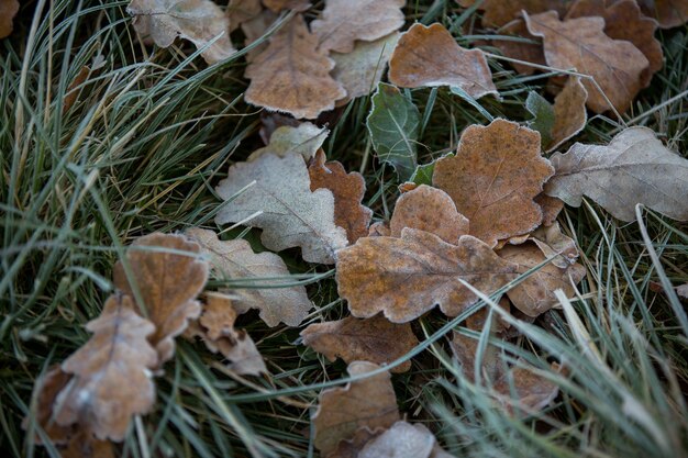 Herfstbladeren close-up, natuurlijke achtergrond