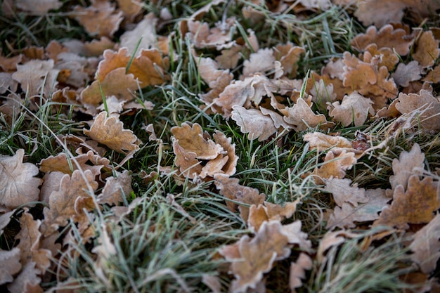 Herfstbladeren close-up, natuurlijke achtergrond