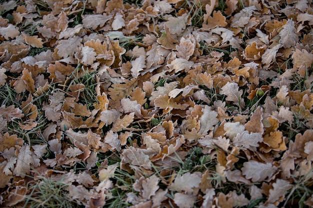 Herfstbladeren close-up, natuurlijke achtergrond