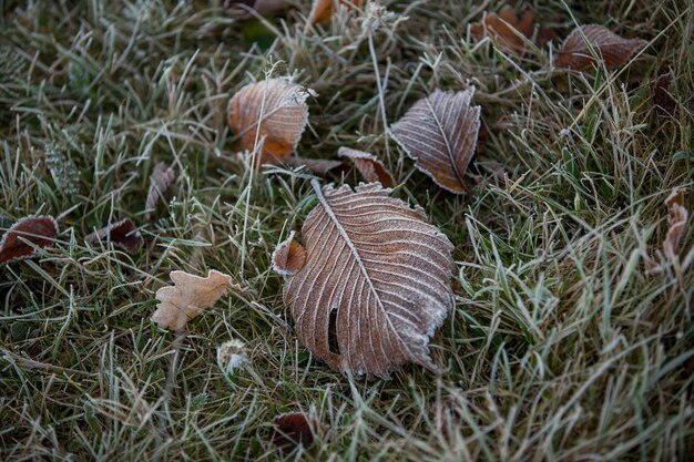 Herfstbladeren close-up, natuurlijke achtergrond