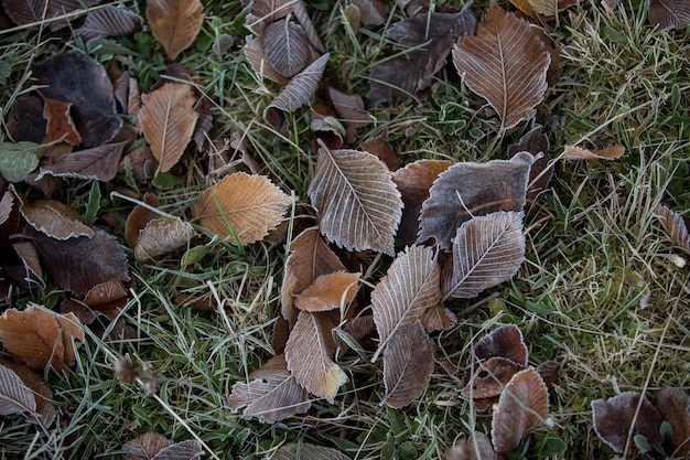 Herfstbladeren close-up, natuurlijke achtergrond