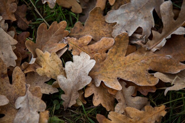 Herfstbladeren close-up, natuurlijke achtergrond