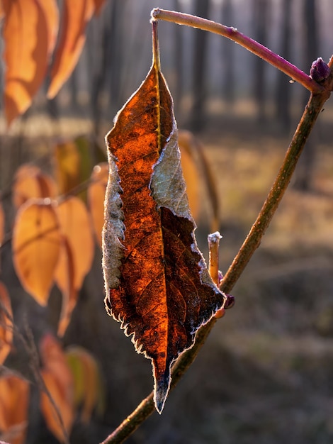 Herfstbladeren. De natuur schilderde het bos met herfstkleuren