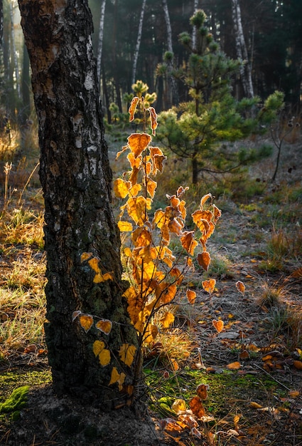 Herfstbladeren. De natuur schilderde het bos met herfstkleuren