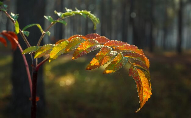 Herfstbladeren. De natuur schilderde het bos met herfstkleuren