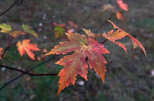 Herfstbladeren. De natuur schilderde het bos met herfstkleuren