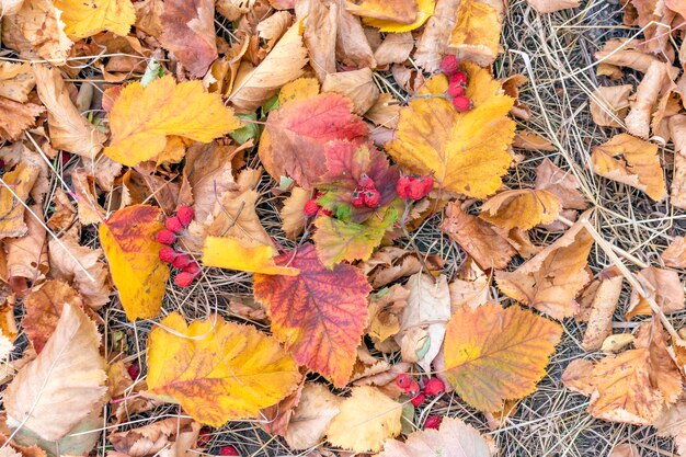 Herfstbladeren en bessen van meidoorn liggen op de grond in de parkherfstachtergrond