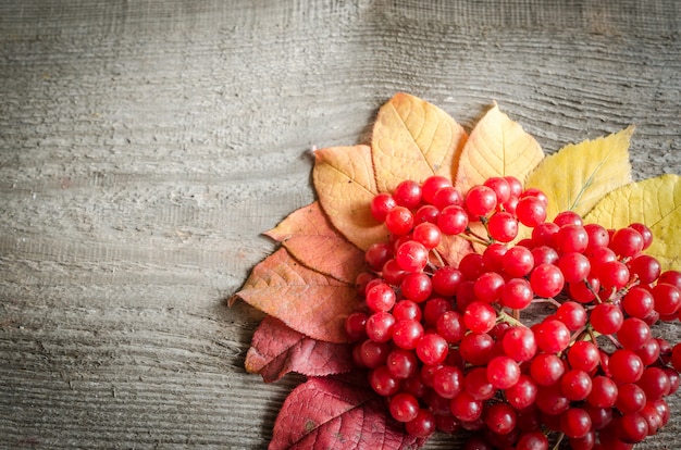 Herfstbladeren en bessen