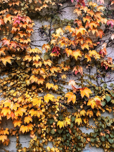 Herfstbladeren en bomen natuur achtergrond