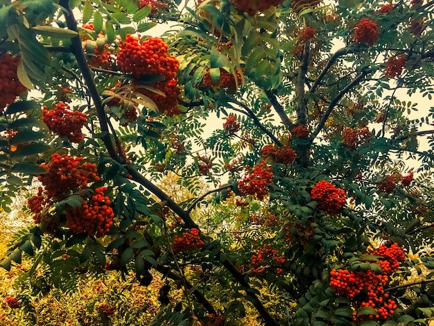 Herfstbladeren en bomen natuur achtergrond