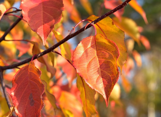 Herfstbladeren. Fel rood-gele bladeren aan een boomtak