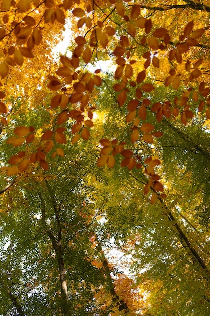 Herfstbladeren gele kleur close-up op herfstweer kopieer ruimte natuur