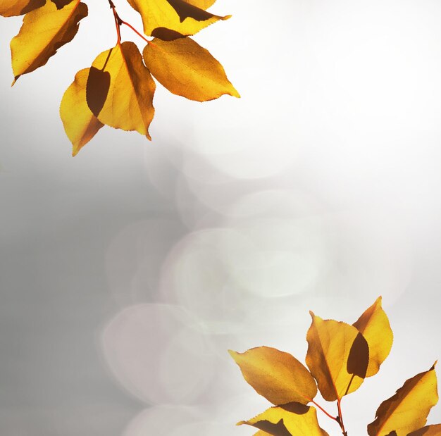 Herfstbladeren gratis vector