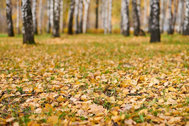 Herfstbladeren in berkenbos