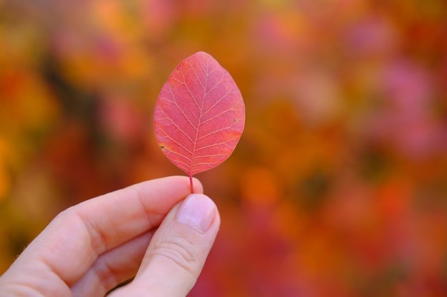 Herfstbladeren in de hand op rood en oranje wazig achtergrond herfst achtergrond persoon met herfst