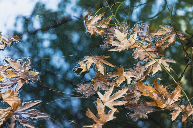 Herfstbladeren in de natuur