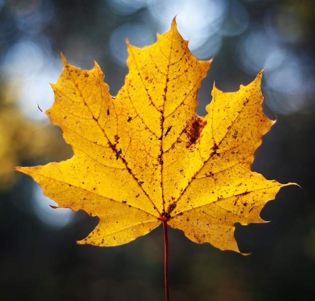 Herfstbladeren in de parken als achtergrond