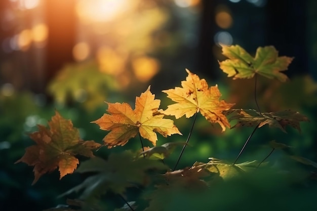 Herfstbladeren in het bos met de zon erop