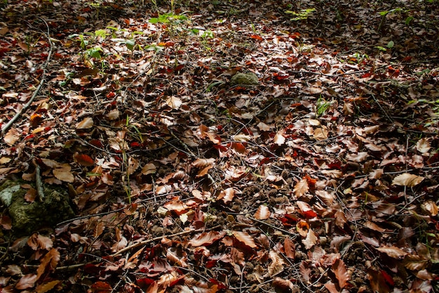 herfstbladeren in het bos