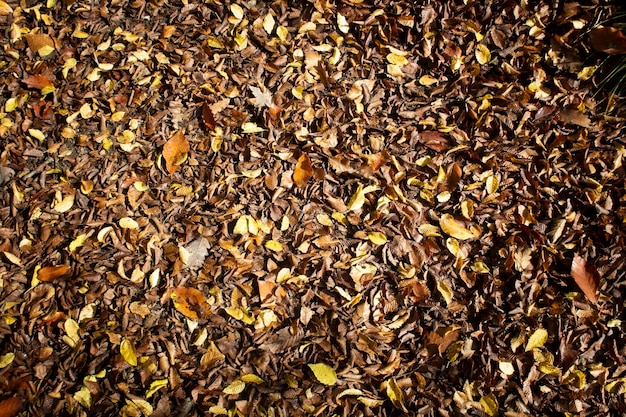 Herfstbladeren in het bos