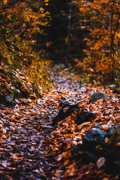 herfstbladeren in het bos