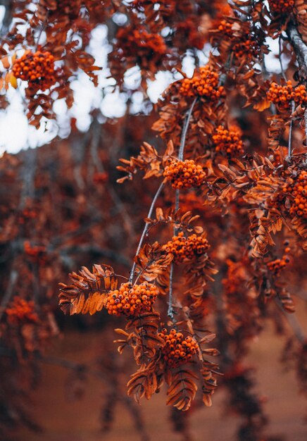 Foto herfstbladeren in het bos