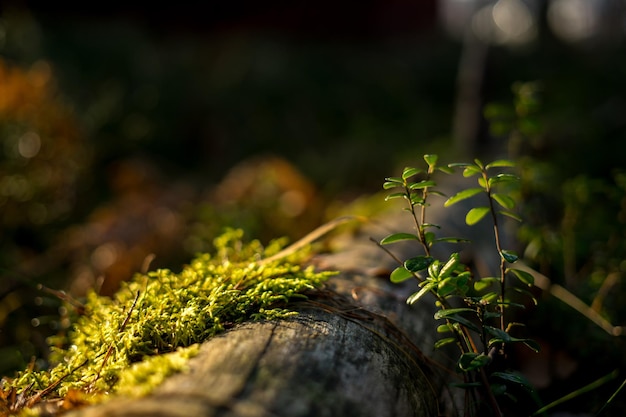 Herfstbladeren in het licht van de ochtendzon Foto van hoge kwaliteit