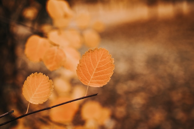 Herfstbladeren in het park. Natuur