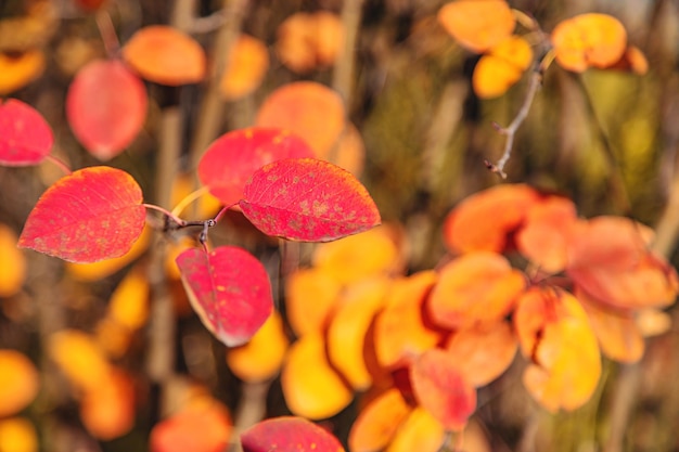 Herfstbladeren in het park Selectieve aandacht Natuur