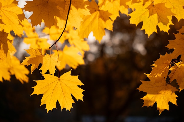 Herfstbladeren in het park