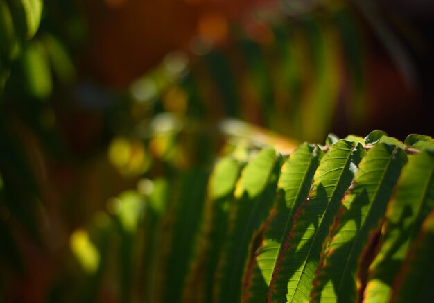 Herfstbladeren in zonnig licht