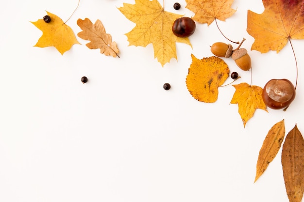 herfstbladeren kastanjes eikels en chokeberries