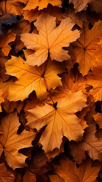 Herfstbladeren liggen op de grond