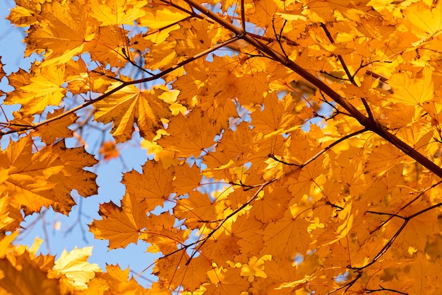 Herfstbladeren met de blauwe hemelachtergrond, rode en oranje herfstbladeren achtergrond