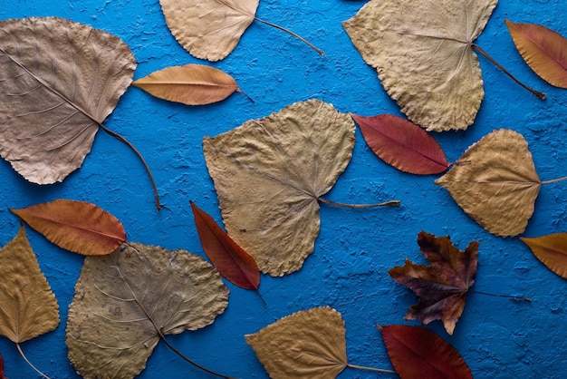 Herfstbladeren met de blauwe hemelachtergrond.