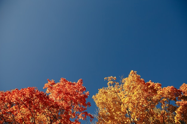 Herfstbladeren met de blauwe hemelachtergrond