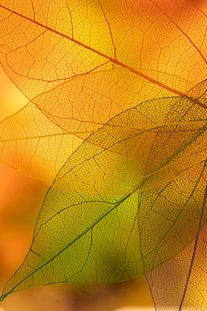 Herfstbladeren met geel en oranje