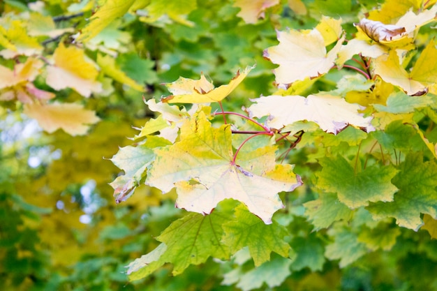 Herfstbladeren. Mooie gele esdoornbladeren. Boomtakken