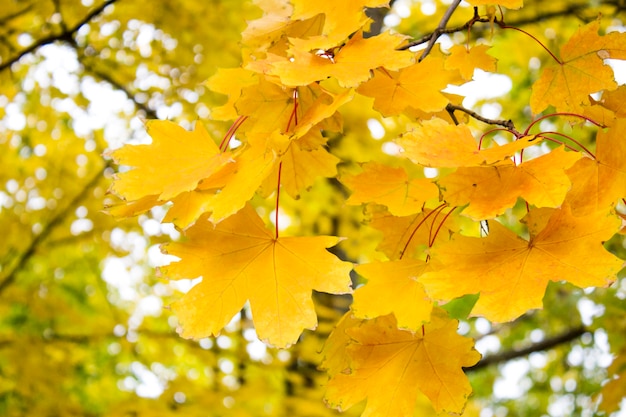 Herfstbladeren. Mooie gele esdoornbladeren. Boomtakken