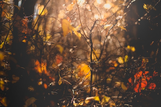 Herfstbladeren natuur achtergrond met wazig licht