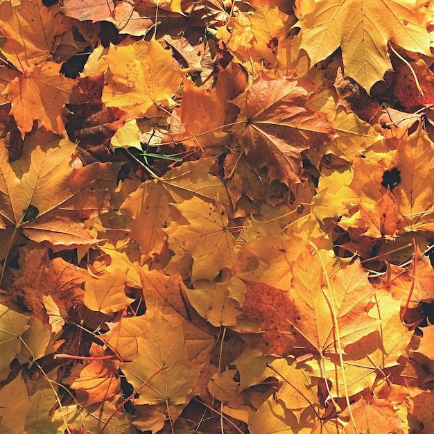 Herfstbladeren. Natuurlijke seizoensgebonden gekleurde achtergrond