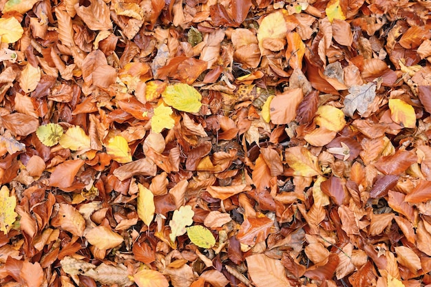 Herfstbladeren Natuurlijke seizoensgebonden gekleurde achtergrond