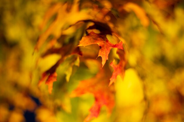 Herfstbladeren onscherpe achtergrond. Onscherpe achtergrond.