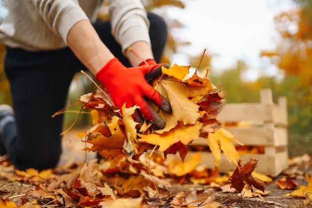 Herfstbladeren oogsten Man maakt het herfstpark schoon van gele bladeren Vrijwilligerswerk schoonmaken