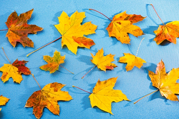 Herfstbladeren op blauwe achtergrond