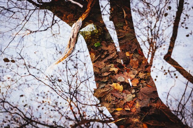 Herfstbladeren op de boomstam